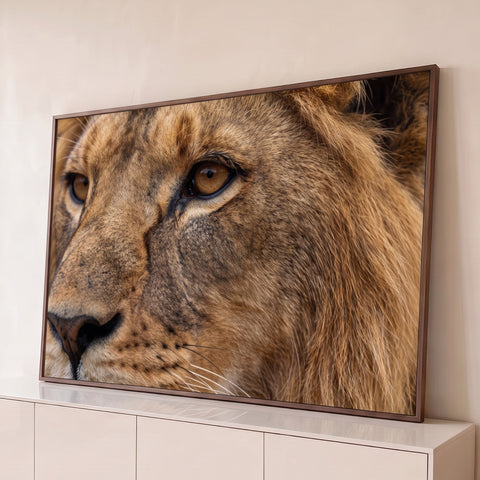 Close de rosto de leão de perfil com olhar âmbar, focinho e pelagem marrom dourada, quadro decorativo
