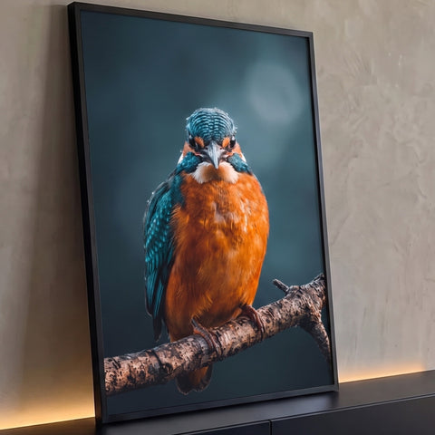 Martim-pescador azul e laranja pousado em galho com gotas de chuva e fundo azul-petróleo, quadro decorativo