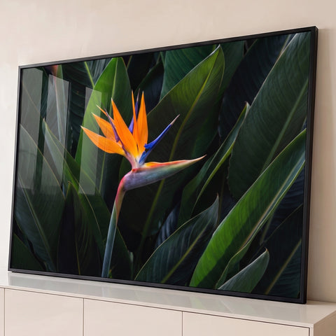 Fotografia de flor ave-do-paraíso laranja e azul entre folhas verdes escuras tropicais, quadro decorativo