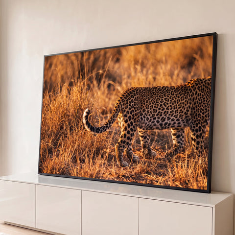 Leopardo de costas com a cauda erguida caminhando no capim dourado da savana ao entardecer, quadro decorativo