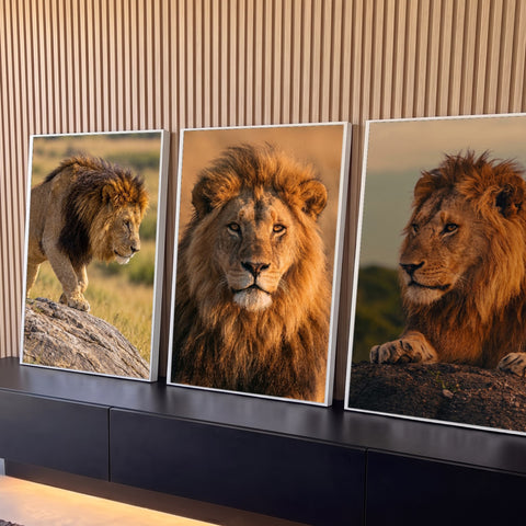 Quadro Decorativo Grande Trio de Leões para Sala Marrom | quadros decorativos para sala | três leões machos com juba dourada em poses diferentes na savana | Porao dos Quadros
