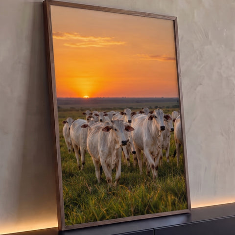 Rebanho de gado Nelore branco no pasto verde sob céu laranja de pôr do sol, quadro decorativo