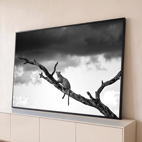 Leopardo sobre galho de árvore seca sob nuvens de tempestade em fotografia preto e branco, quadro decorativo