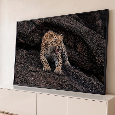 Leopardo feroz rosnando com presas à mostra e garras sobre rochas escuras, quadro decorativo