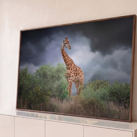 Girafa entre arbustos verdes sob céu cinza de tempestade na savana africana, fotografia, quadro decorativo
