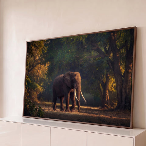 Elefante africano de presas longas caminhando na floresta sob luz dourada do fim de tarde, quadro decorativo