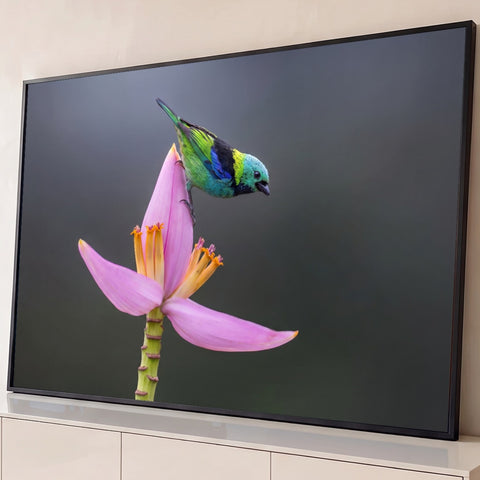 Pássaro saíra-sete-cores verde e azul pousado em flor de bananeira rosa sobre fundo cinza, quadro decorativo