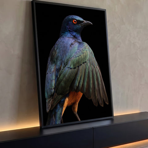 Pássaro estorninho de plumagem verde e azul iridescente, olho laranja e fundo preto, quadro decorativo