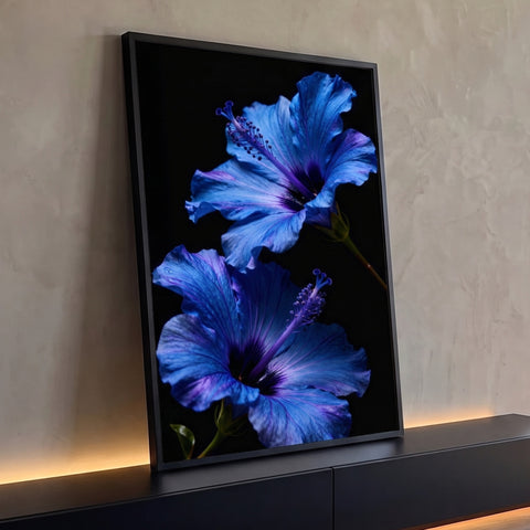 Dois hibiscos azuis com veios roxos e estames em destaque sobre fundo preto, quadro decorativo
