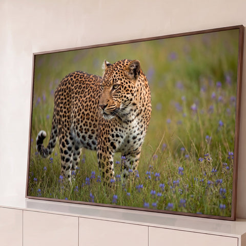 Leopardo de olhar atento caminhando em prado verde com flores lilás, fotografia, quadro decorativo