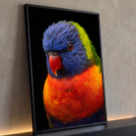 Quadro Decorativo Grande Papagaio Lóris para Sala Azul | quadros decorativos para sala | papagaio lóris-arco-íris em close com cabeça azul, peito laranja e fundo preto | Porao dos Quadros