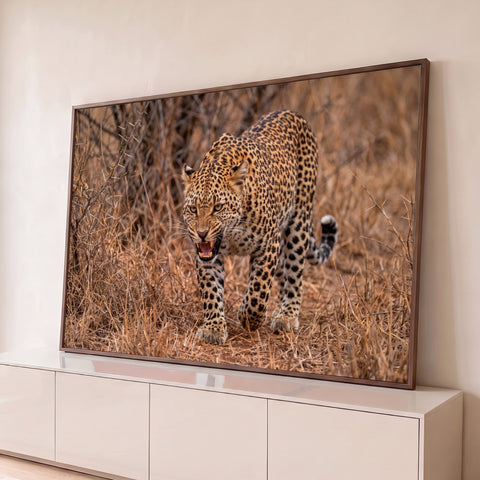 Leopardo rosnando com dentes à mostra, avançando pelo capim seco da savana, quadro decorativo