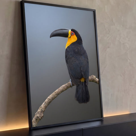 Tucano preto de garganta amarela e bico negro pousado em galho sobre fundo cinza, quadro decorativo