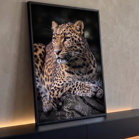 Leopardo deitado sobre tronco com olhar lateral e fundo escuro, fotografia em canvas, quadro decorativo