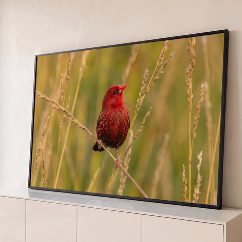 Pássaro vermelho com pintas brancas pousado em capim dourado sobre fundo verde desfocado, quadro decorativo