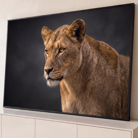 Leoa de perfil com pelagem dourada e olhos âmbar sobre fundo cinza-escuro, quadro decorativo