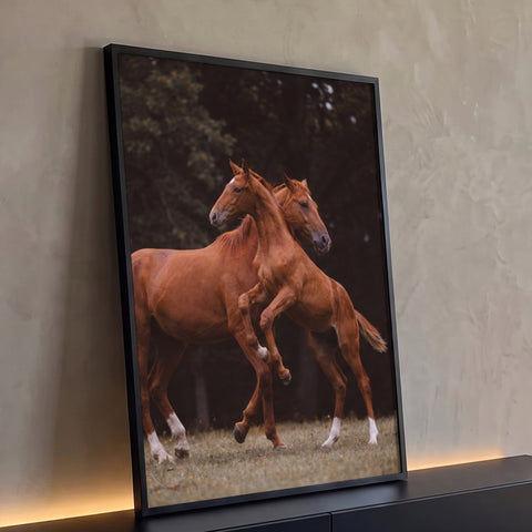 Quadro Decorativo Grande Potros Alazões para Sala Marrom | quadros decorativos para sala | dois cavalos castanhos em movimento, um empinando sobre o outro em campo aberto | Porao dos Quadros