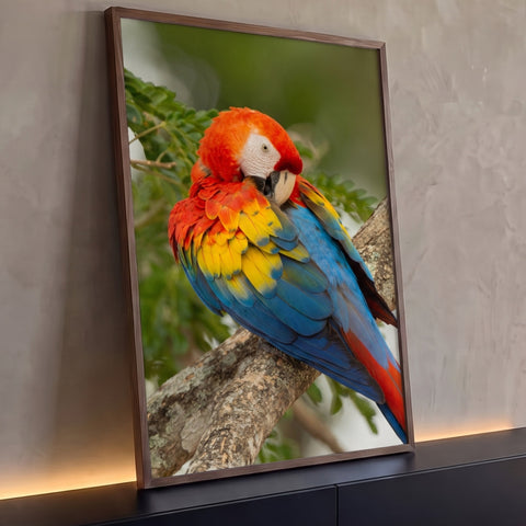 Arara vermelha com asas amarelas e azuis ajeitando as penas em galho de árvore, quadro decorativo