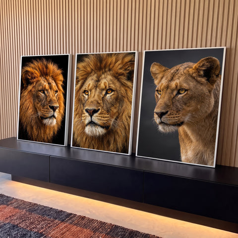 Quadro Decorativo Kit 3 Telas Leões em Close-up para Sala | quadros decorativos para sala | trio de leões em close com juba dourada e olhos âmbar | Porao dos Quadros