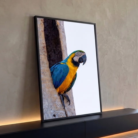 Arara azul e amarela espiando do ninho em tronco de árvore sobre céu branco, quadro decorativo