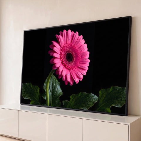 Gerbera rosa com gotas de orvalho e folhas verdes sobre fundo preto, fotografia em close, quadro decorativo