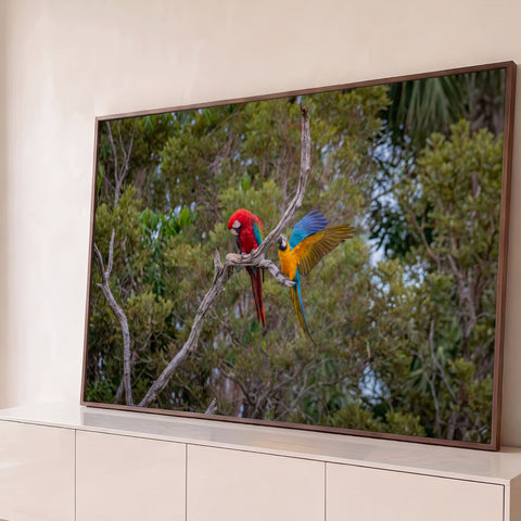 Arara vermelha e arara azul e amarela de asas abertas num galho seco na floresta verde, quadro decorativo