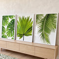 Trio de telas com folhas de monstera, leque de palmeira e coqueiro no branco, quadro decorativo