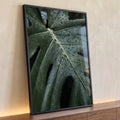 Folha de costela de adão verde escura em close com gotas de água, fotografia botânica, quadro decorativo