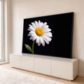 Quadro Decorativo Grande Margarida Branca para Sala Preto | quadros decorativos para sala | margarida branca com gotas de orvalho e centro amarelo em fundo preto | em Quadros para Sala | Porao dos Quadros