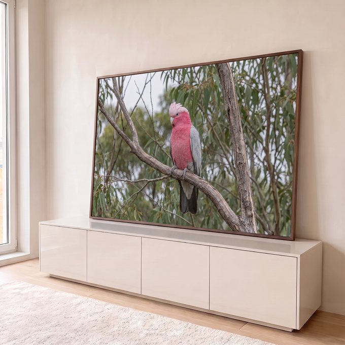 Cacatua-rosa de asas cinza pousada em galho seco entre folhas verdes de eucalipto, quadro decorativo