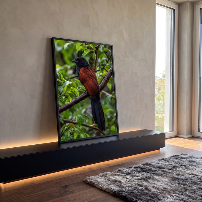 Pássaro de cabeça preta, olho vermelho e corpo castanho pousado em galho na mata verde, quadro decorativo