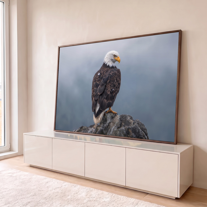 Águia americana de cabeça branca pousada em rocha com fundo de neblina cinza, quadro decorativo