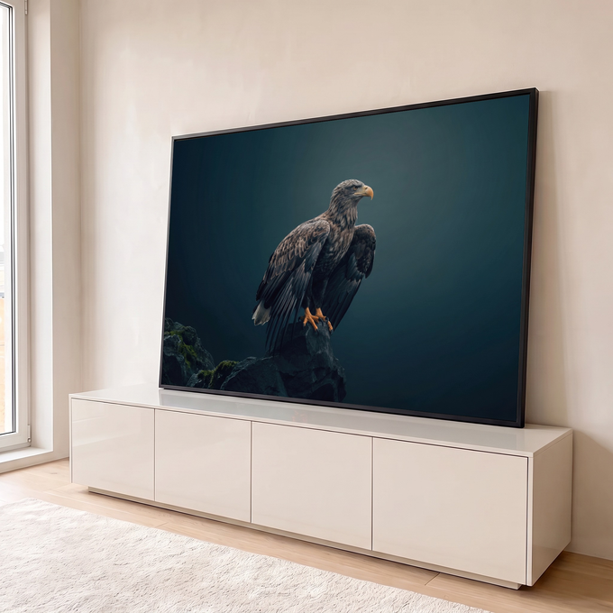 Águia rabalva pousada em rocha com musgo, olhar altivo e fundo azul petróleo escuro, quadro decorativo