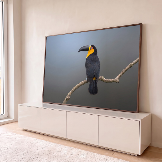 Tucano preto de garganta amarela pousado em galho seco sobre fundo cinza-azulado, quadro decorativo