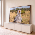 Pássaro secretário com crista preta e máscara laranja em close na savana africana dourada, quadro decorativo