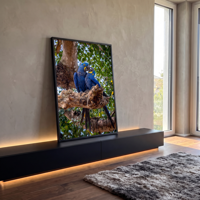 Duas araras-jacinto azuis juntinhas em galho de árvore com folhagem verde ao fundo, quadro decorativo