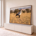 Ave secretária caminhando no capim dourado da savana africana com acácias ao fundo, quadro decorativo