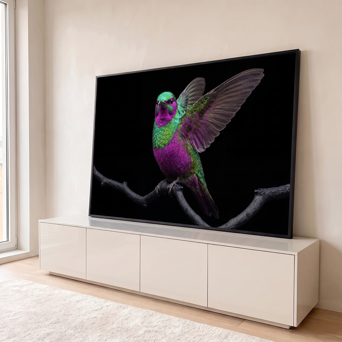 Beija-flor roxo e verde de asas abertas pousado em galho escuro sobre fundo preto, quadro decorativo