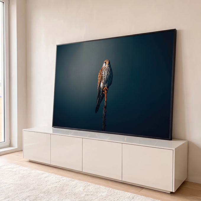 Falcão peneireiro de plumagem malhada pousado em haste seca com fundo azul escuro, quadro decorativo