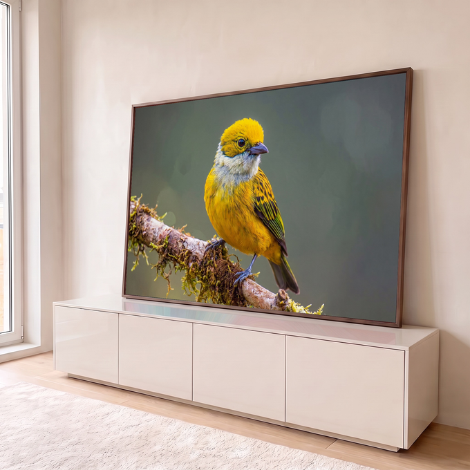 Pássaro saíra amarelo com garganta prateada pousado em galho com musgo, fundo verde desfocado, quadro decorativo