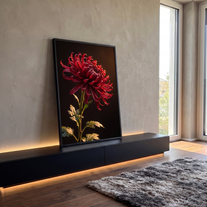 Crisântemo vermelho com gotas de orvalho em luz dourada sobre fundo escuro, quadro decorativo