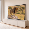 Leão africano de juba negra descendo de uma rocha na savana dourada ao entardecer, quadro decorativo