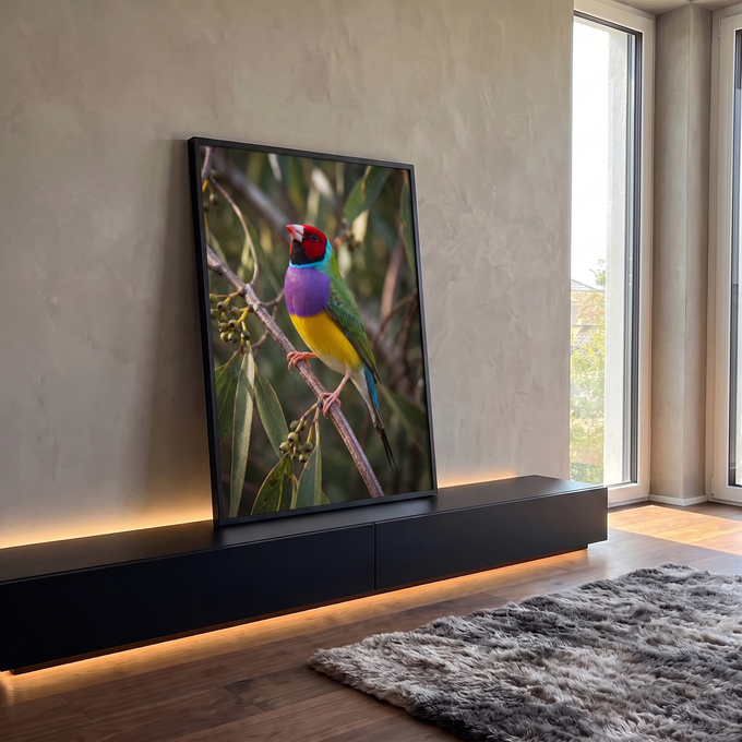 Pássaro Diamante-de-Gould colorido pousado em galho de eucalipto com fundo verde desfocado, quadro decorativo