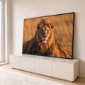 Leão de juba volumosa deitado na savana de capim seco sob luz dourada do entardecer, quadro decorativo