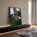 Águia de cabeça branca em mergulho, asas erguidas e olhar fixo, com floresta desfocada, quadro decorativo