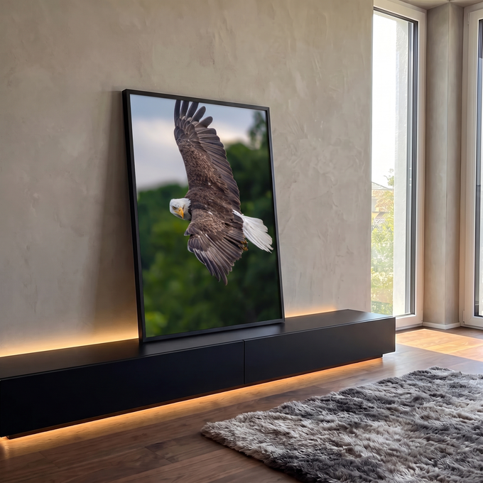Águia de cabeça branca em mergulho, asas erguidas e olhar fixo, com floresta desfocada, quadro decorativo