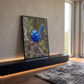 Pássaro corruíra azul com cauda erguida pousado em galho seco, fundo verde desfocado, quadro decorativo