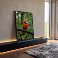Pássaro cardeal vermelho pousado em galho molhado com folhas verdes e gotas de chuva, quadro decorativo