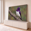 Pássaro de plumagem roxa iridescente e peito branco pousado em galho seco com fundo verde desfocado, quadro decorativo