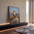 Falcão-peregrino de penas cinza listradas pousado em rocha, com campo dourado desfocado, quadro decorativo
